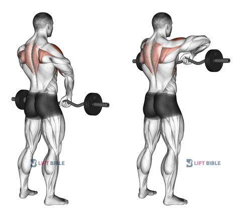 Barbell Upright Row: Muscles Worked, Alternatives, and Form. The upright row is an upper-body exercise that primarily trains your shoulders. Despite being an effective …